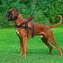 Beirui No Pull Escape Proof Dog Harness for Small Medium Large Dogs - Soft Padded Reflective Medium Dog Walking Harnesses (Black,M) Beirui No Pull Escape Proof Dog Harness for Small Medium Large Dogs - Soft Padded Reflective Medium Dog Walking Harnesses (Black,M)