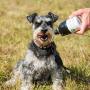 Long Paws Pet Water Bottle, 250 ml, Colourful Paws design, Small, Lick n Flow Dog Bottle