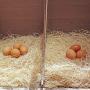 Petmate Precision Pet Excelsior Nesting Pads Chicken Bedding - 13x13 Inches - Package of 10