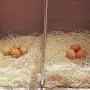 Petmate Precision Pet Excelsior Nesting Pads Chicken Bedding - 13x13 Inches - Package of 10 Petmate Precision Pet Excelsior Nesting Pads Chicken Bedding - 13x13 Inches - Package of 10