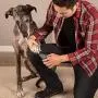 VOSEN Dog Nail Clippers, Professional Stainless Pets Nail Clippers and Trimmer Suitable for Dogs Under 20 Pounds and All Cats VOSEN Dog Nail Clippers, Professional Stainless Pets Nail Clippers and Trimmer Suitable for Dogs Under 20 Pounds and All Cats