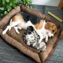 Petper Pet Self-Warming Bed, Dog Sofa Bed Paw Print