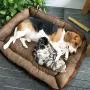 Petper Pet Self-Warming Bed, Dog Sofa Bed Paw Print Petper Pet Self-Warming Bed, Dog Sofa Bed Paw Print
