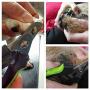 Simply Pets Online Dog Nail Clippers - Stainless Steel Claw Cutters for Dogs with Safety Lock to Avoid Over-Cutting