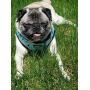 QTpawz Pug Puppy Step in Harness - Easy On Design with Velcro - Perfect for Pug Puppies and Smaller Pugs or Puggles