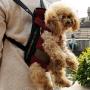 Alfie Pet - Jaden Pet Backpack or Front Carrier with Adjustable Strap