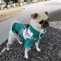 Dog Harness for Small Dogs with Leash Easy Walk No Pull Soft Comfortable Fabric Geometric Pattern (L(Width 0.98'' Chest 21.6-30.7'' 58-74lb), Geometric Pattern) Dog Harness for Small Dogs with Leash Easy Walk No Pull Soft Comfortable Fabric Geometric Pattern (L(Width 0.98'' Chest 21.6-30.7'' 58-74lb), Geometric Pattern)