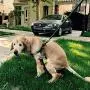 Sytian Dog Poop Bag Dispenser Dog Poop Bag Holder for Dog Waste Bags Dog Poop Bags Attaches to Dog Leash Includes 1 Roll 15 Bags (1 pcs) Sytian Dog Poop Bag Dispenser Dog Poop Bag Holder for Dog Waste Bags Dog Poop Bags Attaches to Dog Leash Includes 1 Roll 15 Bags (1 pcs)