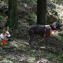SGODA Dog Cooling Harness Cooler Exploring Vest