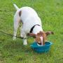 Dog is Good ''Never Travel Alone Travel Bowl for Dogs (8 Pack), Assorted Colors