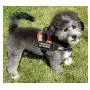 Therapy Dog in Training Nylon Dog Vest Harness. Purchase Comes with 2 Reflective Therapy Dog in Training Removable Patches. Please Measure Your Dog Before Ordering Therapy Dog in Training Nylon Dog Vest Harness. Purchase Comes with 2 Reflective Therapy Dog in Training Removable Patches. Please Measure Your Dog Before Ordering