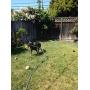 WATERBONE: First Water Sprinkler for Dogs!