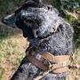 Carhartt Training Harness Brown Chest