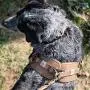 Carhartt Training Harness Brown Chest Carhartt Training Harness Brown Chest