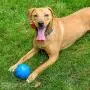 ST Pet 532501 Rowdy Roller Ball Dog Toy, Blue, 4.5'' Diameter