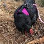 4 Pcs Adjustable Chicken Harness with Leash - 4 Styles Comfortable Hen Vest Breathable Mesh Chicken Training Harness and Leash for 2.5-3.6 Lb Duck Goose Hen Small Pets