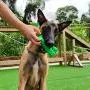 XINKYD Dog Chew Toys,Dog Toothbrush Teeth Cleaning Toys Puppy Brushing Stick Dental Oral Care for Pet… XINKYD Dog Chew Toys,Dog Toothbrush Teeth Cleaning Toys Puppy Brushing Stick Dental Oral Care for Pet…