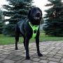 CUDDLY PET, Dog Harness No Pull, Walking Pet Harness with 2 Metal Rings and Handle Reflective Breathable Oxford Soft Vest Easy Control Front Clip Harness for Small Medium Large Dogs