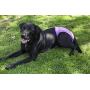 Pet Parents Washable Dog Diapers (3pack) of Doggie Diapers, Color: Princess, Extra Large Dog Diapers