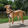 Coastal Pet Products Coastal Pet Walk Right! Front-Connect Padded Harness, Large, Black