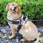 Rednut Upgrade Dog Harness，Functional Pocket-No-Pull Reflective Vest Harness Adjustable Outdoor Pet Vest for Small Medium Dogs