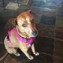 Creation Core Reflective No Pull Dog Harness with Handle Breathable Durable Nylon Pet Vest