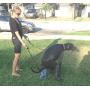 Pooper Scooper For Dogs - Free Bags - The ''Catchapoo'' Catches Dog Poo Before It Hits the Ground