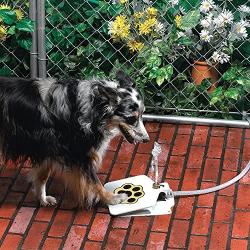 MATOP Dog Water Fountain