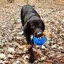 Gnawsome 4.5” Spiky Squeak & Light Ball Dog Toy - Extra Large, Cleans teeth and Promotes Dental and Gum Health for Your Pet, Colors will vary Gnawsome 4.5” Spiky Squeak & Light Ball Dog Toy - Extra Large, Cleans teeth and Promotes Dental and Gum Health for Your Pet, Colors will vary