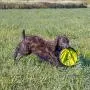 The Original Flippy Flopper Hyper Pet Frisbee 9 (Set of 5) COLORS MAY VARY The Original Flippy Flopper Hyper Pet Frisbee 9 (Set of 5) COLORS MAY VARY