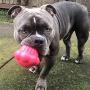 SodaPup - Durable Rubber Cup Cake Treat Dispenser Chew Toy Treat Dispenser Fetch Toy Slow Feeder Made in USA for Aggressive Chewers