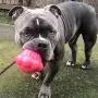 SodaPup - Durable Rubber Cup Cake Treat Dispenser Chew Toy Treat Dispenser Fetch Toy Slow Feeder Made in USA for Aggressive Chewers