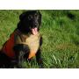 CUGA Vest Serious Protection for The Active Dog (MED, Orange/Coyote)