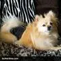 Barkertime Dog Diapers - Made in USA - Denim Premium Waterproof Dog Diaper for Male and Female Dogs for Incontinence, Housetraining and Dogs in Heat Barkertime Dog Diapers - Made in USA - Denim Premium Waterproof Dog Diaper for Male and Female Dogs for Incontinence, Housetraining and Dogs in Heat