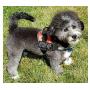 Doggie Stylz Service Dog Harness Vest Comes with 2 Reflective Service Dog DO NOT PET Removable Patches. Please Measure Dog Before Ordering