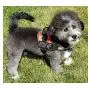 Doggie Stylz Service Dog Harness Vest Comes with 2 Reflective Service Dog DO NOT PET Removable Patches. Please Measure Dog Before Ordering Doggie Stylz Service Dog Harness Vest Comes with 2 Reflective Service Dog DO NOT PET Removable Patches. Please Measure Dog Before Ordering