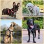 JESPET Dog Harness No Pull with Adjustable Straps for Behavior Training and Easy Walking, Dog Vest Walking Harness for Puppy and Small, Medium, Large Dogs