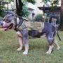 RubRab Tactical Dog Harness Vest Medium with Handle Pulling Military Working Dog Molle Vest with Metal Buckles & Loop Panels Adjustable Harness