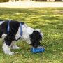 Friends Forever Collapsible Dog Bowl - 2 Pack Travel Dog Bowl, Water and Food Bowls for Dogs - Portable Pet Hiking Accessories