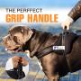 Padded Dog Harness Set: No More Struggling! Easy & Full Control With a Durable No-Pull Harness, Comfortable for Your Pet, Small to X-Large. Reflective & Washable. Includes a Leash and a Car Seat-Belt