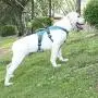 BELPRO Multi-Use Support Dog Harness, Escape Proof No Pull Reflective Adjustable Vest with Durable Handle, Dog Walking Harness for Big/Active Dogs BELPRO Multi-Use Support Dog Harness, Escape Proof No Pull Reflective Adjustable Vest with Durable Handle, Dog Walking Harness for Big/Active Dogs