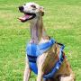 ThinkPet No Pull Harness Breathable Sport Harness with Handle-Dog Harnesses Reflective Adjustable for Medium Large Dogs,Back/Front Clip for Easy Control
