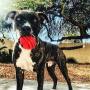 SodaPup MuttsKickButt Dog Toy - Natural Rubber Heart on a String Reward Ball - Chew & Dental Toy - Aggressive Chewers - Red