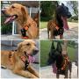 Canple Dog Harness no-Pull Adjustable Reflective Oxford Leather Soft pet Outdoor Vest with 2 Metal Leash Clips and Handle Easy to wear for Medium, Large, X-Large Dogs