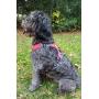 My Busy Dog Harness Vest | No Pull, Easy On/Off, Front/Back Metal Leash Attachments, Handle, Reflective, Secure Fit | Perfect for Small Medium Large Dogs | Size Chart in Pictures