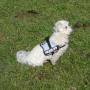 Julius-K9 IDC Harness Size Baby 2