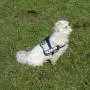 Julius-K9 IDC Harness Size Baby 2 Julius-K9 IDC Harness Size Baby 2