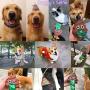 LZSOMPK Poop Bag Dispenser Dog Poop Bag Holder for Dog Waste Bags Includes 1 Roll 15 Bags