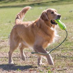 KONG Air Dog Fetch Stick with Rope Dog Toy