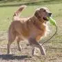 KONG Air Dog Fetch Stick with Rope Dog Toy KONG Air Dog Fetch Stick with Rope Dog Toy